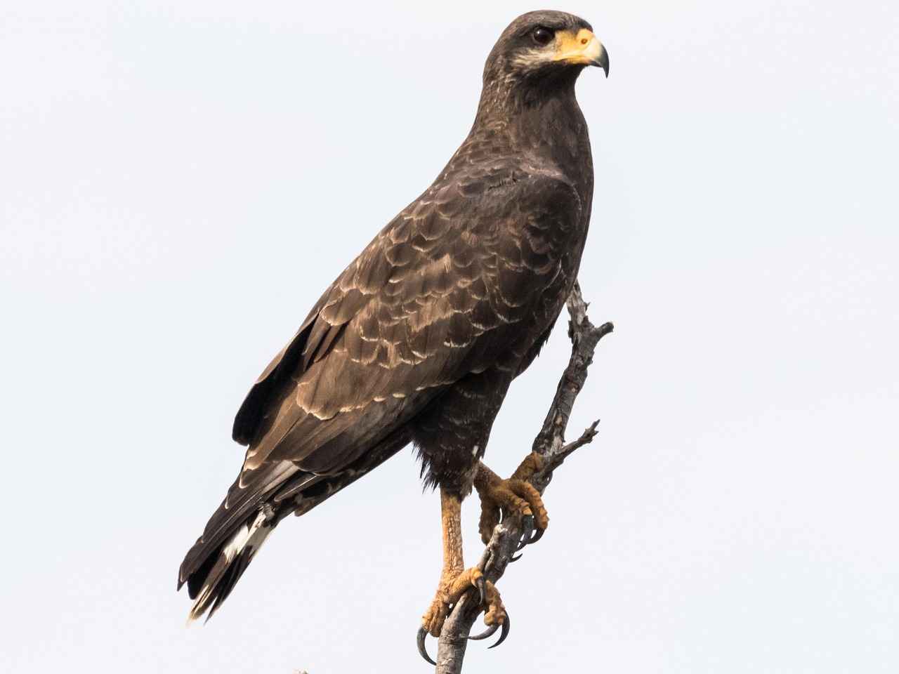 Coco Gauff Beats Maria Sakkari: Beijing Quarterfinal Highlights & Reactions 16 What Are the Fan Favorites in the Tournament?