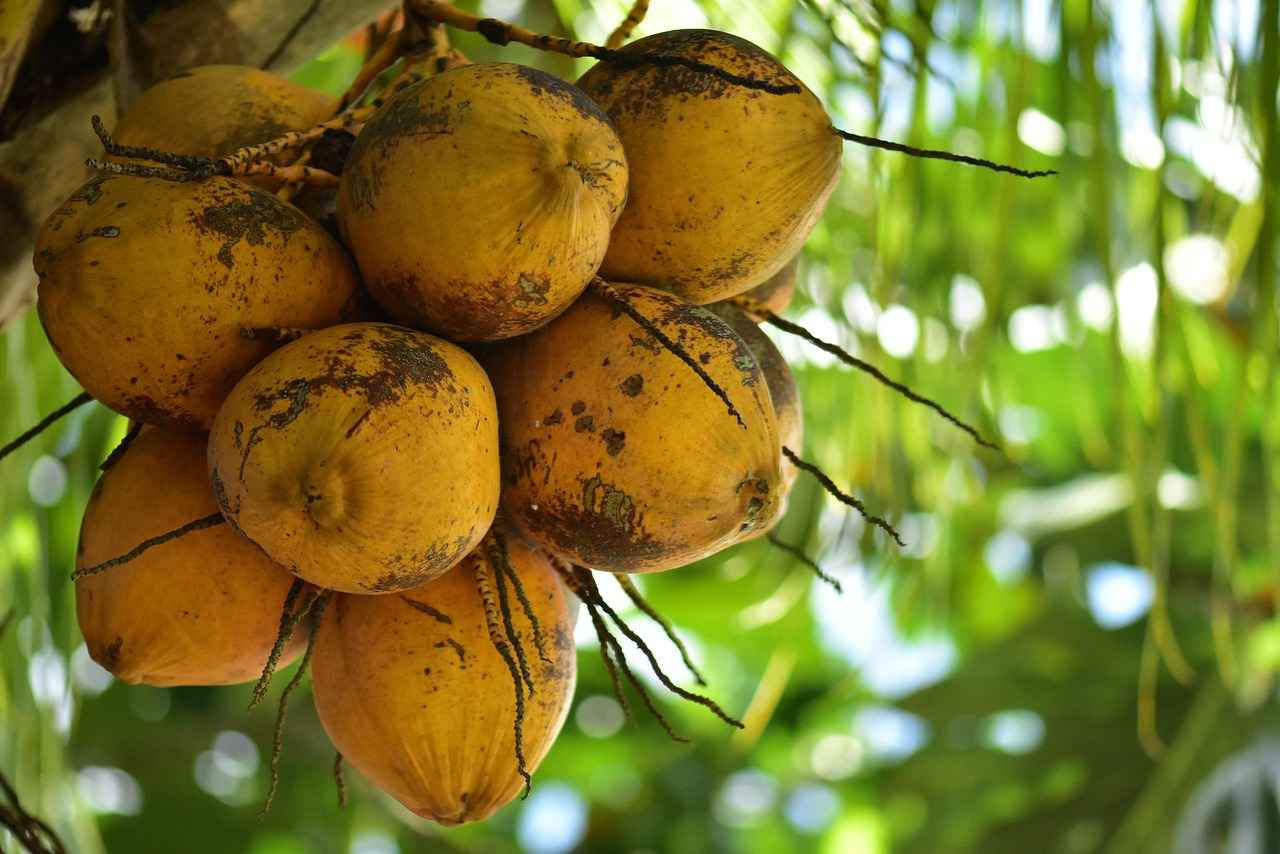 Coco Gauff Beats Maria Sakkari: Beijing Quarterfinal Highlights & Reactions 4 How Did Maria Sakkari Perform in the Match?