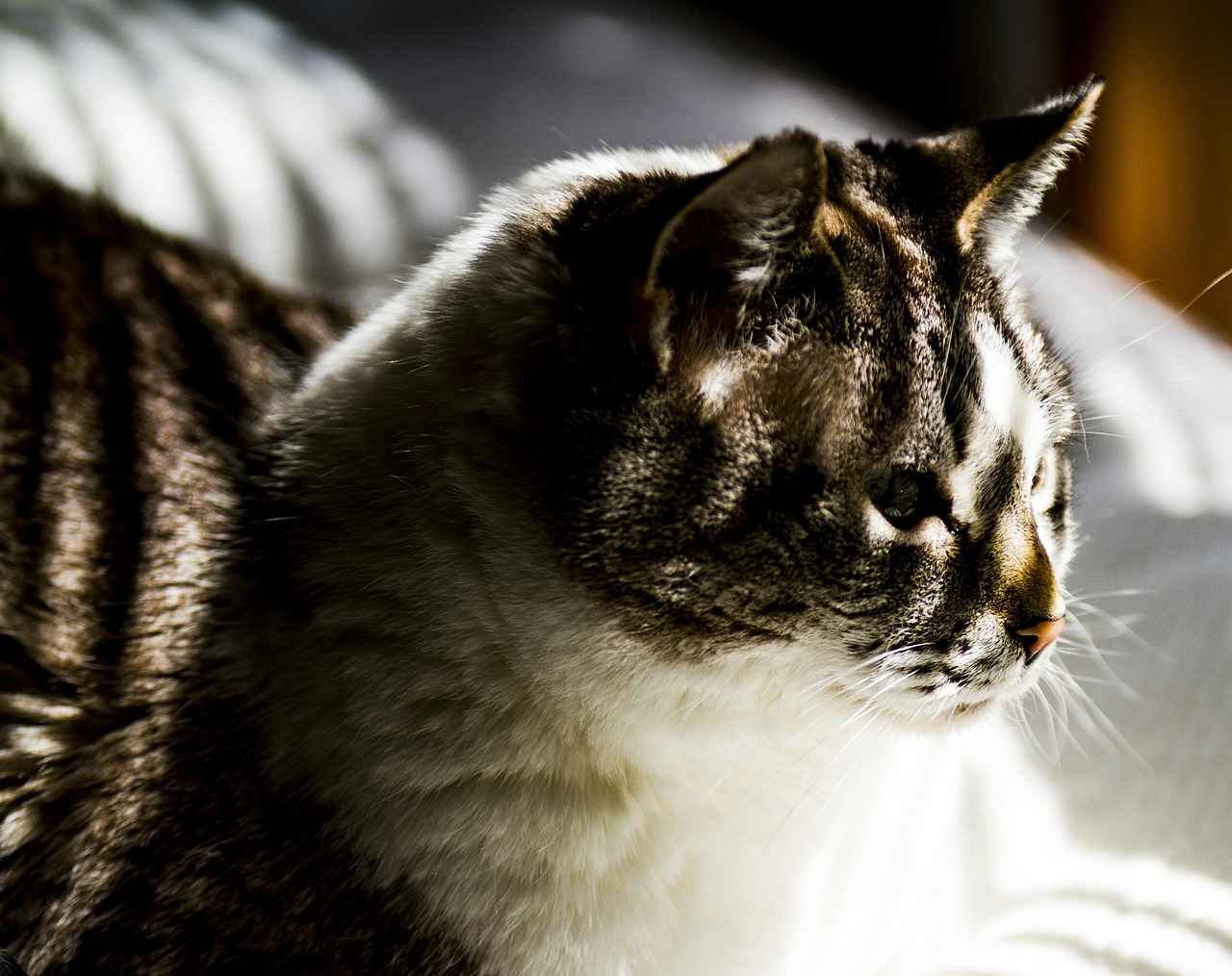 Coco Gauff Beats Maria Sakkari: Beijing Quarterfinal Highlights & Reactions 7 What Impact Does This Win Have on Gauff’s Career?