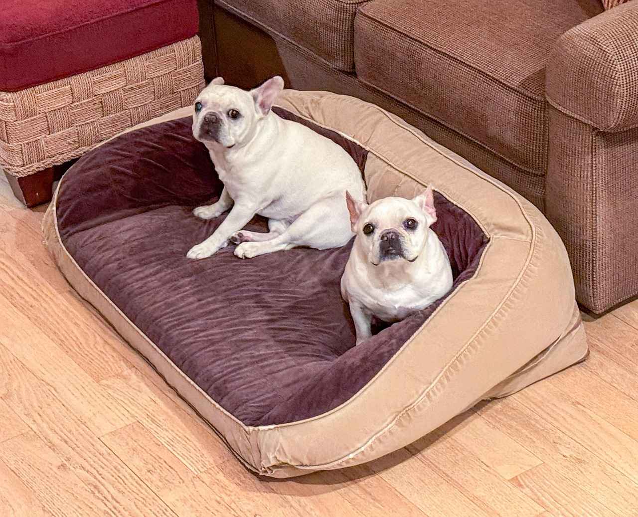 Cool Dog Beds: Trendy Beds for Your Pup 4 How to Choose the Right Size Dog Bed