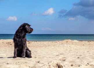 Coolaroo Beds for Dogs: Durable and Comfortable for Your Pet Coolaroo Beds for Dogs: Durable and Comfortable for Your Pet