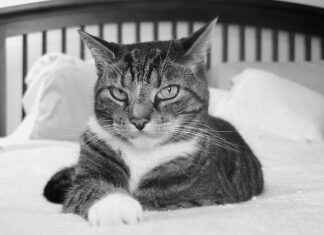 Cooling Dog Bed: Keep Your Pet Cool During Hot Weather Cooling Dog Bed: Keep Your Pet Cool During Hot Weather