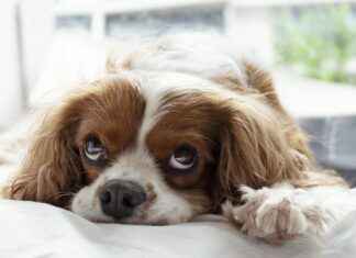 Cooling Dog Beds: Keep Your Dog Comfortable in Summer Cooling Dog Beds: Keep Your Dog Comfortable in Summer