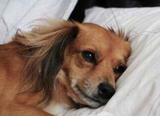 Covered Dog Bed: Keeping Your Dog Warm and Cozy Covered Dog Bed: Keeping Your Dog Warm and Cozy