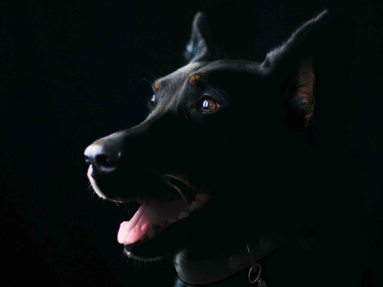 Benefits of Using a Covered Dog Bed