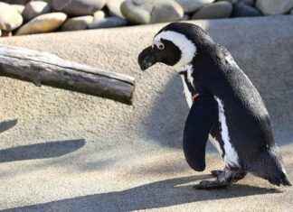 Cozy Baby Penguin Blooket: Unlocking This Adorable Blook Cozy Baby Penguin Blooket: Unlocking This Adorable Blook