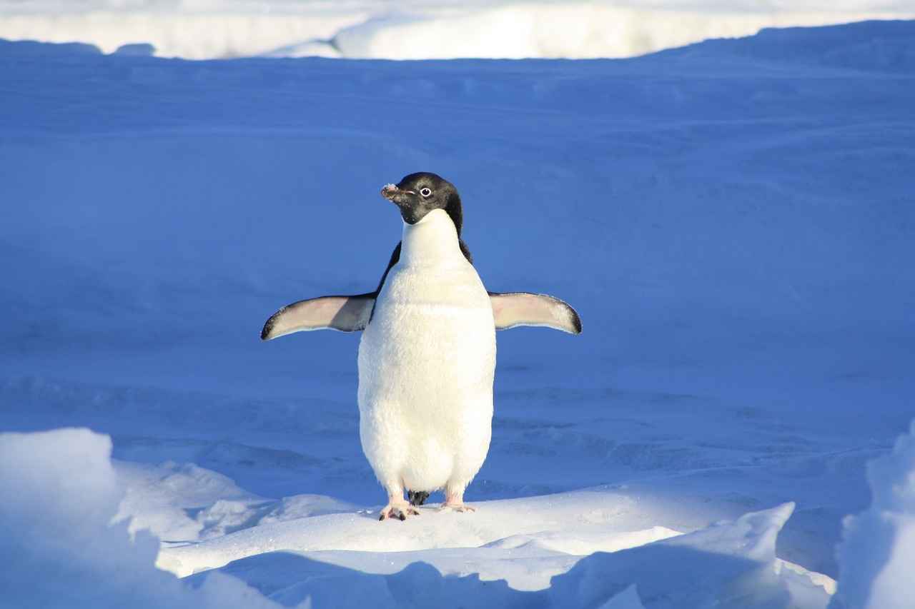 Community Reactions to the Cozy Baby Penguin Blook