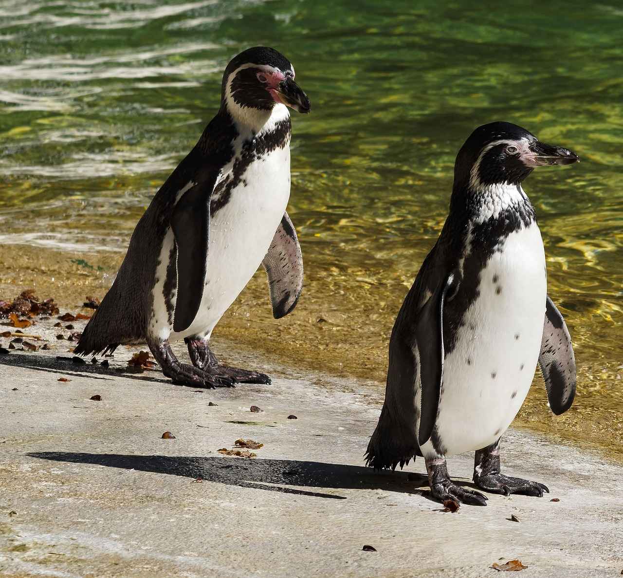 Why Choose the Cozy Baby Penguin Blook?