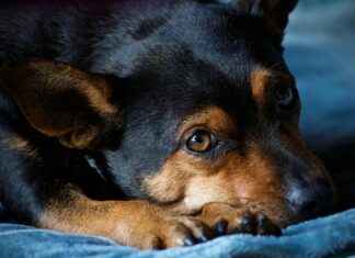 Cozy Cave Dog Bed: A Snuggle-Worthy Bed for Your Dog Cozy Cave Dog Bed: A Snuggle-Worthy Bed for Your Dog