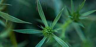 Culantro vs Cilantro: What’s the Difference in Flavor and Use? Culantro vs Cilantro: What’s the Difference in Flavor and Use?