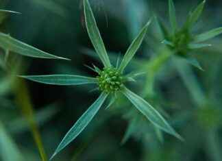 Culantro vs Cilantro: What’s the Difference in Flavor and Use? Culantro vs Cilantro: What’s the Difference in Flavor and Use?