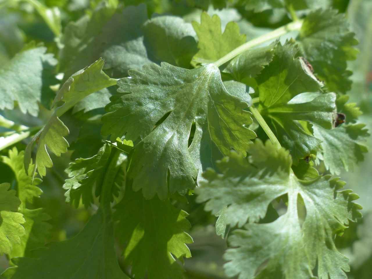 What Are the Cultural Significances of Cilantro?