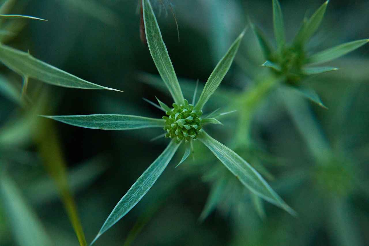 What Are the Key Nutritional Benefits of Culantro?