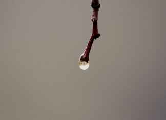 Cultured Freshwater Pearl Necklace: What Makes It Special? Cultured Freshwater Pearl Necklace: What Makes It Special?