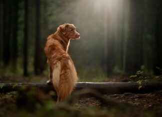 Cute Dog Beds: Adorable Designs for Your Pet Cute Dog Beds: Adorable Designs for Your Pet