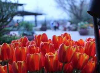 Dallas Mavericks vs. Boston Celtics: Player Stats and Insights Dallas Mavericks vs. Boston Celtics: Player Stats and Insights