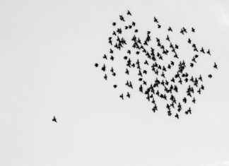 Dallas Mavericks vs. Boston Celtics: Scoring Leaders and Player Analysis Dallas Mavericks vs. Boston Celtics: Scoring Leaders and Player Analysis