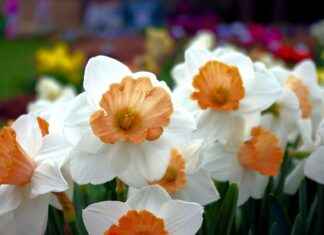 Dallas Mavericks vs. Phoenix Suns: Player Stats and Insights Dallas Mavericks vs. Phoenix Suns: Player Stats and Insights