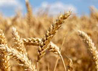 Dangling Earrings vs. Studs: What Your Choice Says About You Dangling Earrings vs. Studs: What Your Choice Says About You