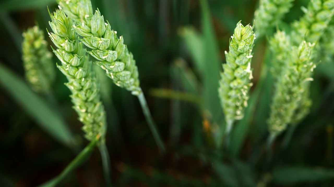 What Are Stud Earrings?