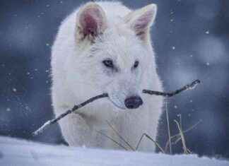 De-Extincted Dire Wolves: La Brea Tar Pits Experts Skeptical de-extincted-dire-wolves-la-brea-tar-pits-experts-skeptical