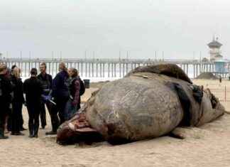 Dead Whale Washes Ashore in Southern California: Mystery Deepens dead-whale-washes-ashore-in-southern-california-mystery-deepens