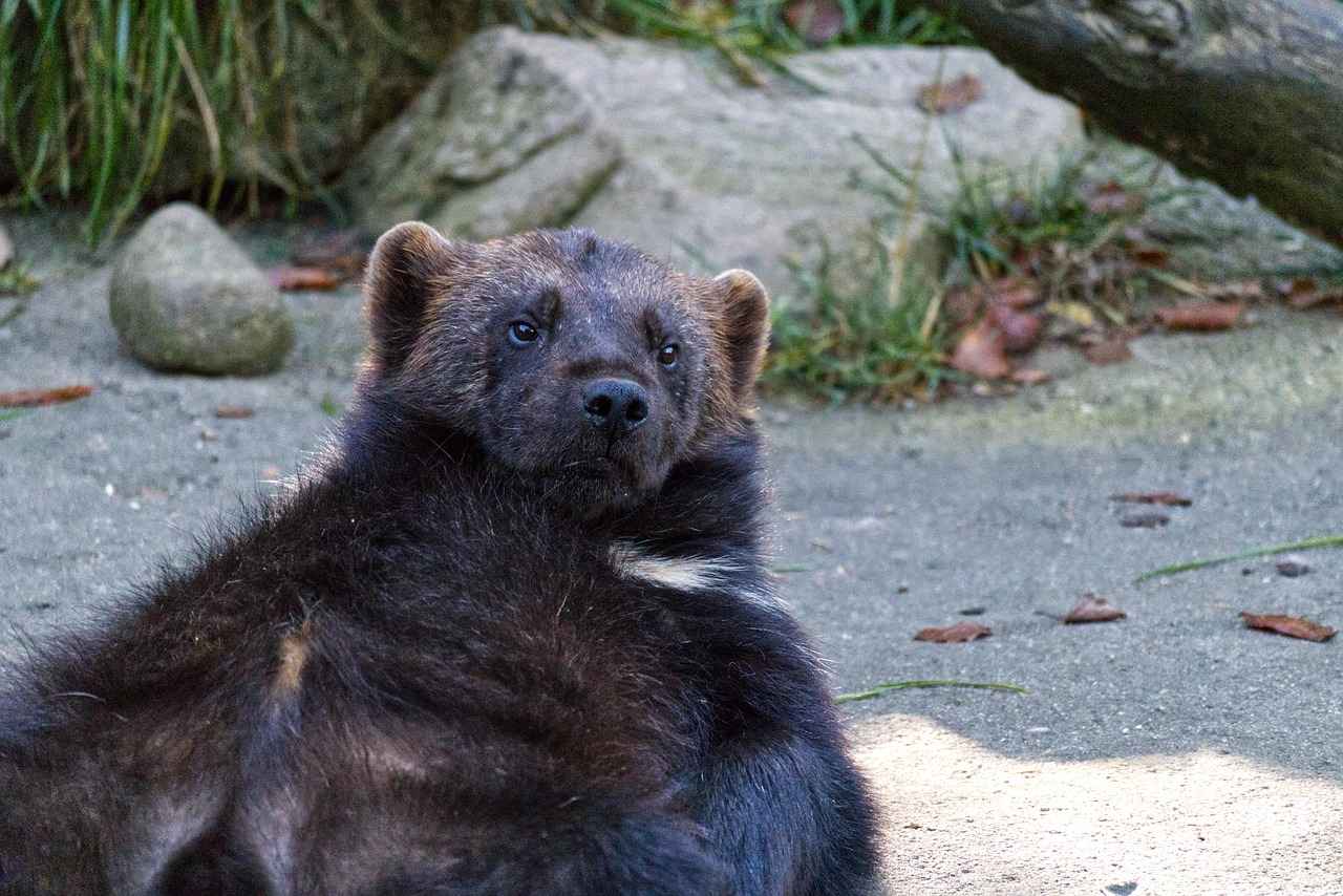 What to Expect from the Plot of Deadpool and Wolverine?