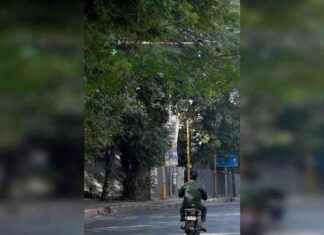 Delhi Government Forms Quick Response Team for Monsoon Tree Pruning delhi-government-forms-quick-response-team-for-monsoon-tree-pruning