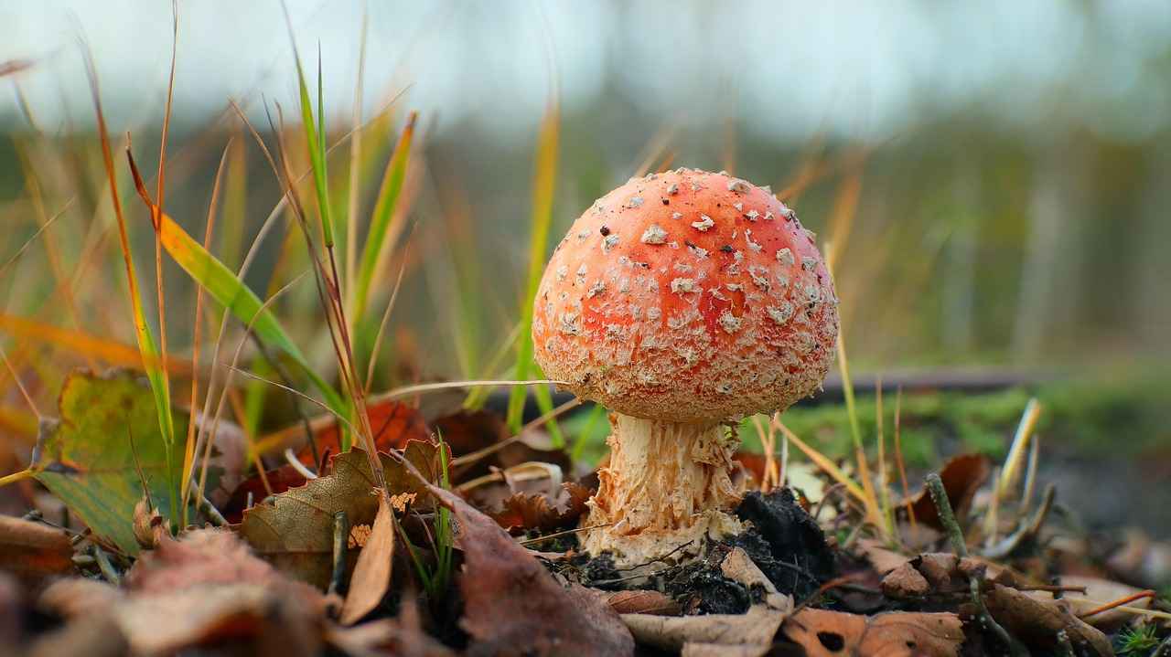 What Are the Psychological Effects of Nude Photo Leaks on Celebrities?