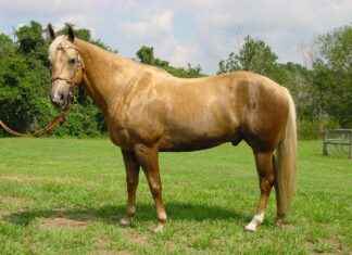 Denver Broncos vs. Las Vegas Raiders: Key Performers and Stats Denver Broncos vs. Las Vegas Raiders: Key Performers and Stats