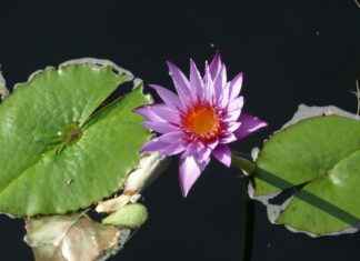 Denver Broncos vs. Los Angeles Chargers: Player Stats and Highlights Denver Broncos vs. Los Angeles Chargers: Player Stats and Highlights