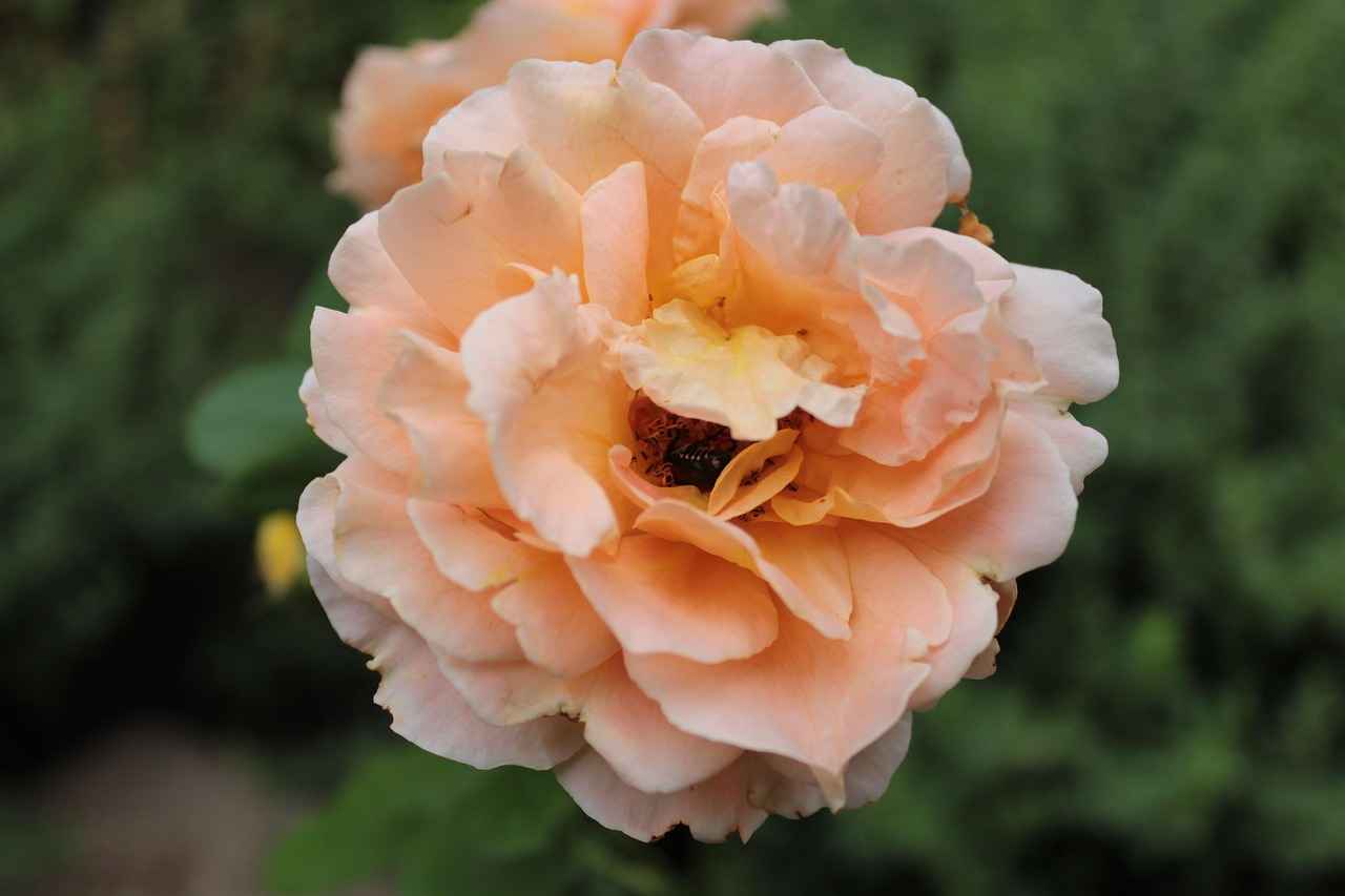 Quarterback Showdown: Wilson vs. Wilson