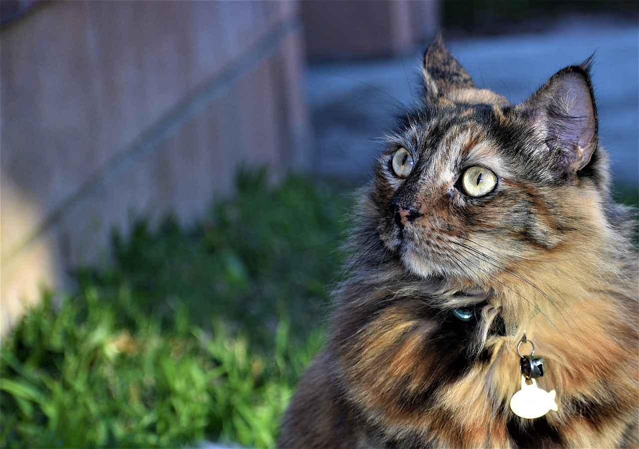 Denver Broncos vs Seahawks Match Player Stats 4 Wide Receiver Performances