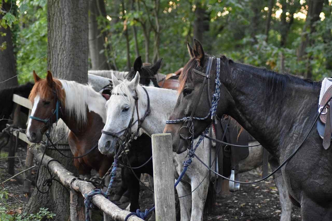 Detroit Lions vs Dallas Cowboys Match Player Stats 6 Defensive Player Stats: Dallas Cowboys