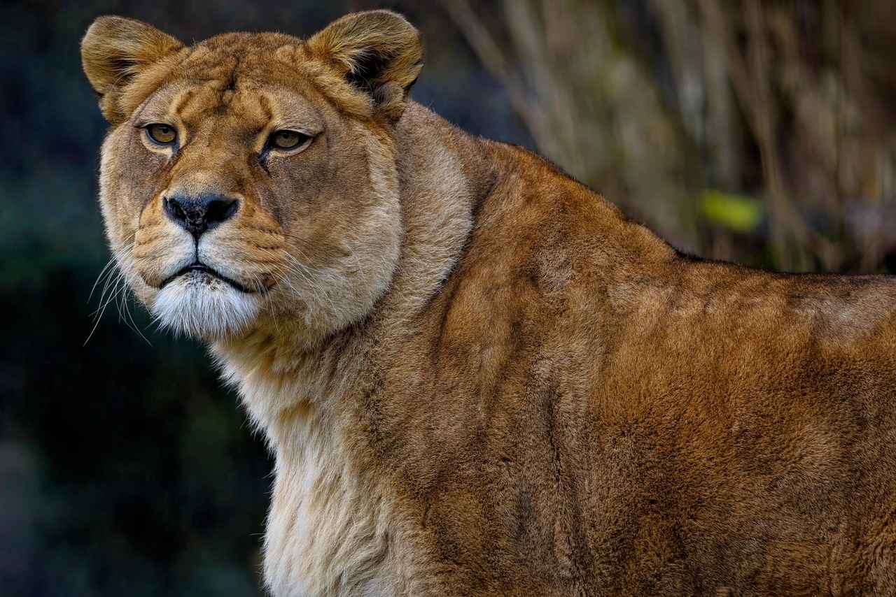 Detroit Lions vs Green Bay Packers Match Player Stats 6 Offensive Strategies of the Green Bay Packers