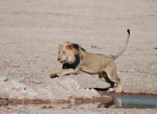 Detroit Lions vs. Green Bay Packers: Player Stats and Insights Detroit Lions vs. Green Bay Packers: Player Stats and Insights