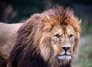 Detroit Lions vs. Minnesota Vikings: Game Recap and Stats Breakdown Detroit Lions vs. Minnesota Vikings: Game Recap and Stats Breakdown