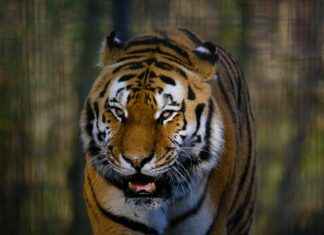 Detroit Tigers vs Cleveland Guardians Match Player Stats Detroit Tigers vs Cleveland Guardians Match Player Stats