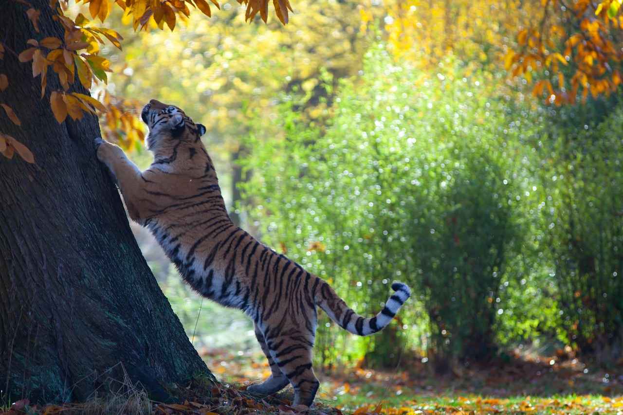 Overview of the Detroit Tigers Season