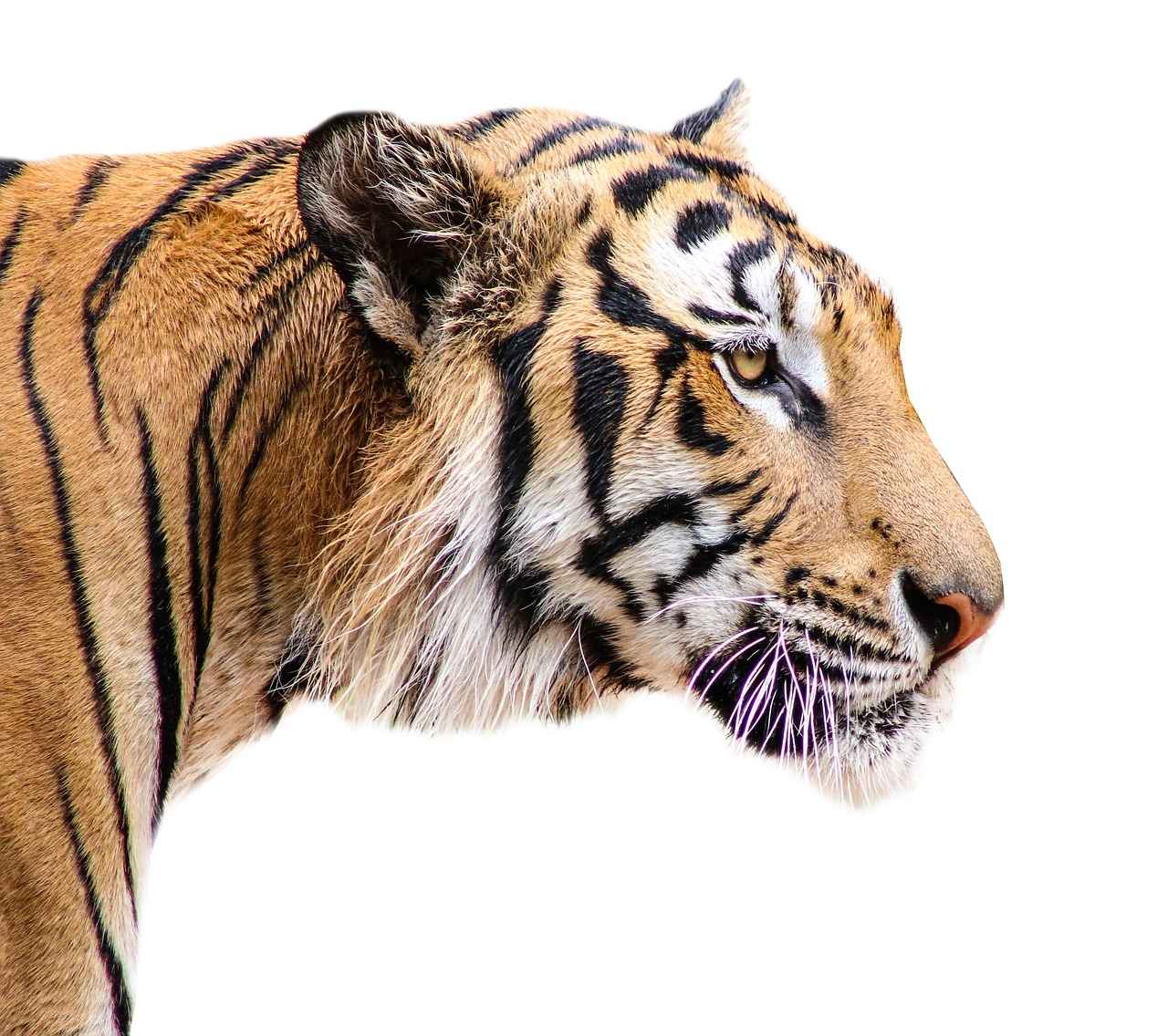 Overview of the Detroit Tigers Season