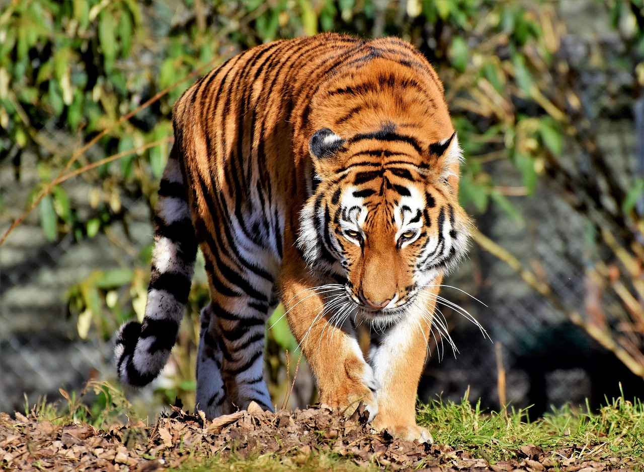 Key Players for the Detroit Tigers