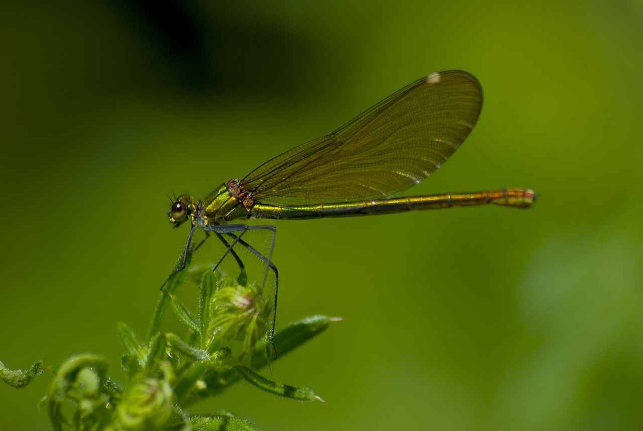 Character Designs and Symbolism