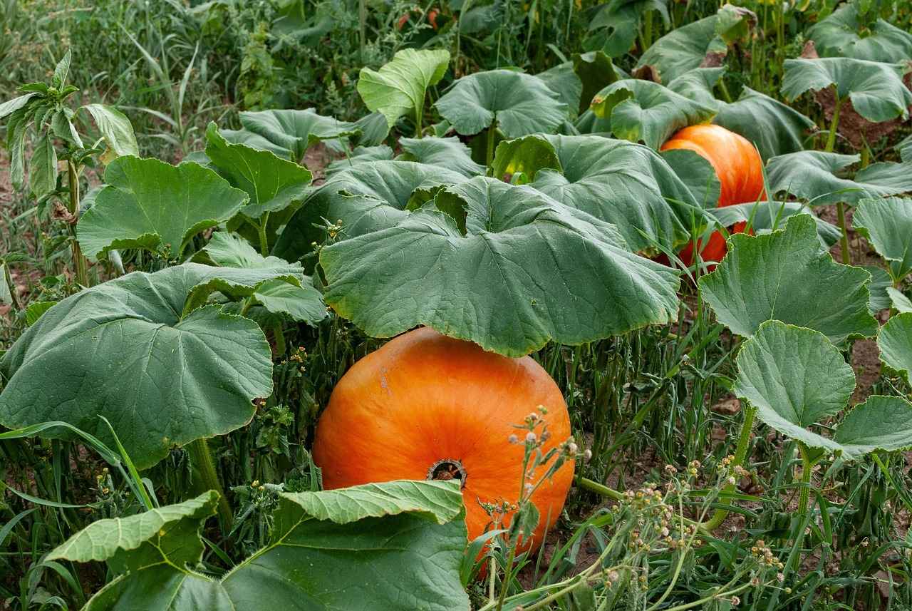 Discover the Best Vegetable Choppers for Your Cooking Routine 2 Types of Vegetable Choppers