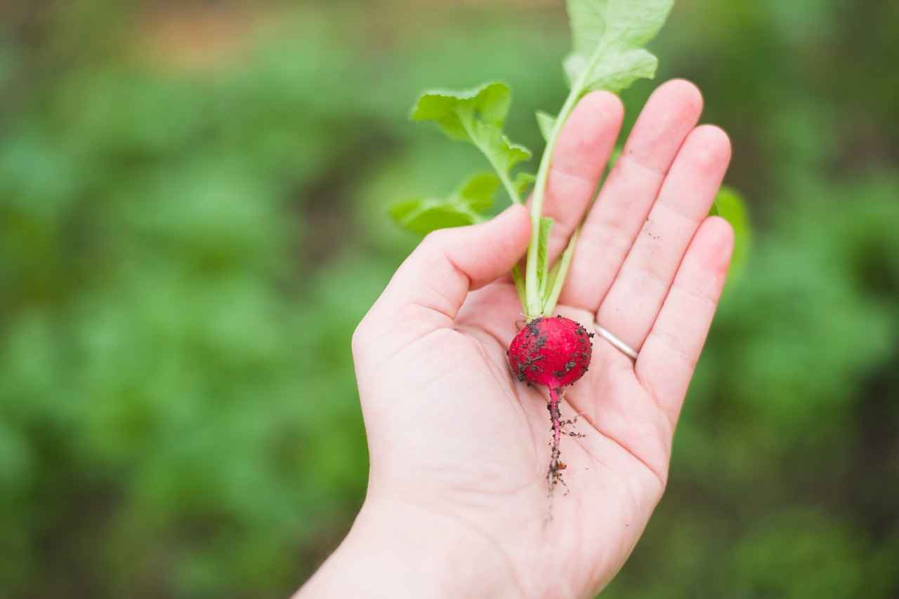 Discover the Best Vegetable Choppers for Your Cooking Routine 3 Key Features to Consider