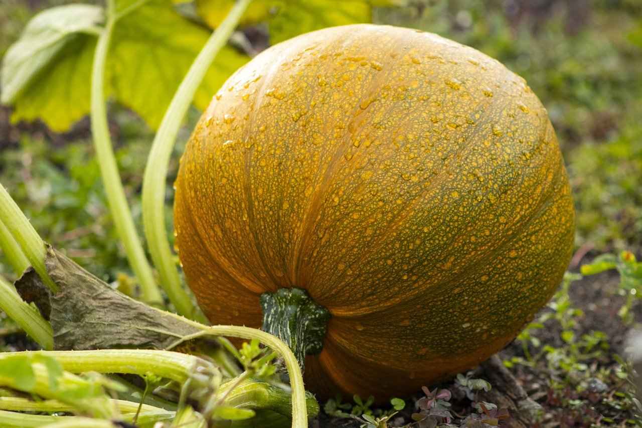 Discover the Top Vegetable Choppers for Every Need 6 Conclusion: Choosing the Right Vegetable Chopper for You