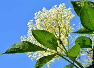 Discovering the Benefits of Elderberry for Cold and Flu Prevention Discovering the Benefits of Elderberry for Cold and Flu Prevention