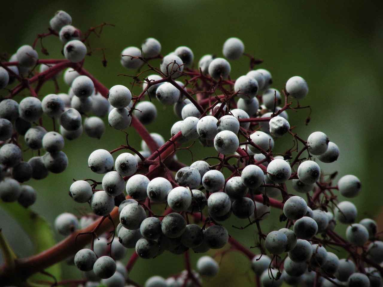 How to Use Elderberry