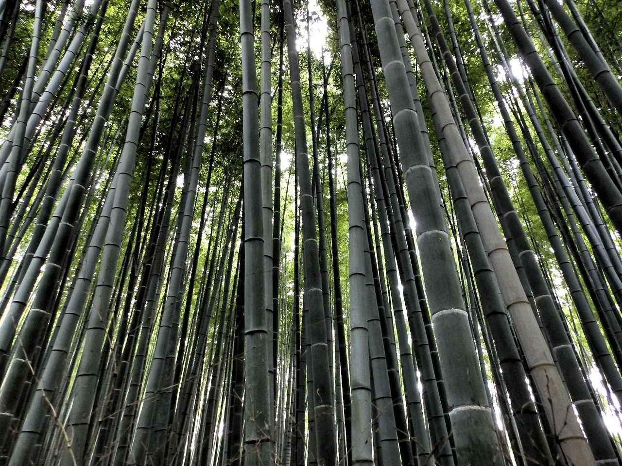 DIY Bamboo Room Divider: Affordable & Sustainable Project 5 Maintaining Your Bamboo Room Divider