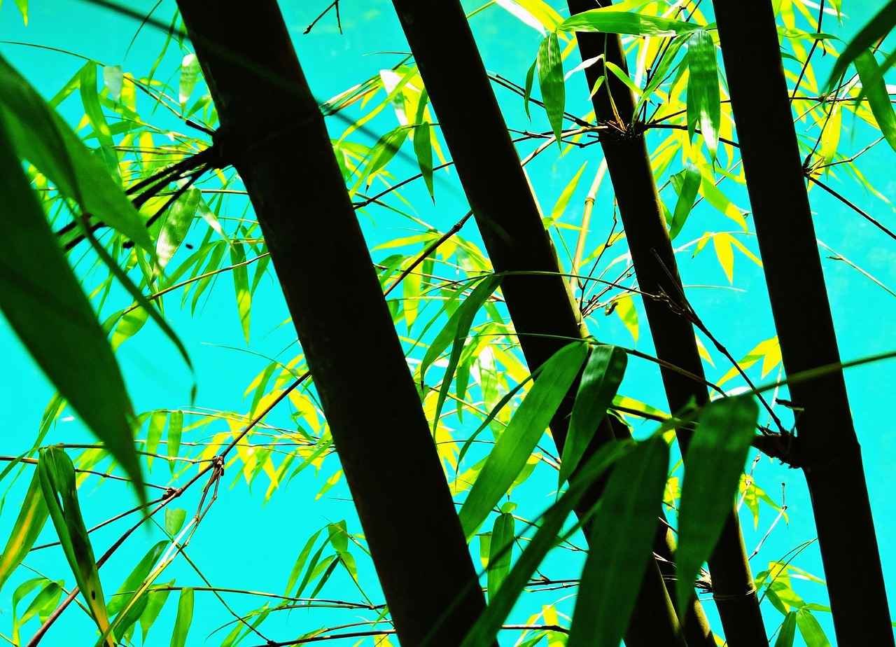DIY Bamboo Room Divider: Affordable & Sustainable Project 3 How to Build Your Own Bamboo Room Divider?