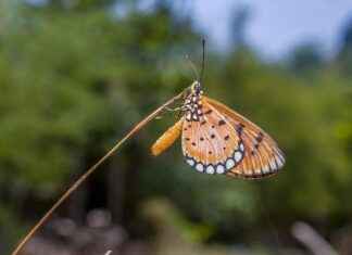 Do Bed Bugs Bite Dogs? What You Need to Know Do Bed Bugs Bite Dogs? What You Need to Know